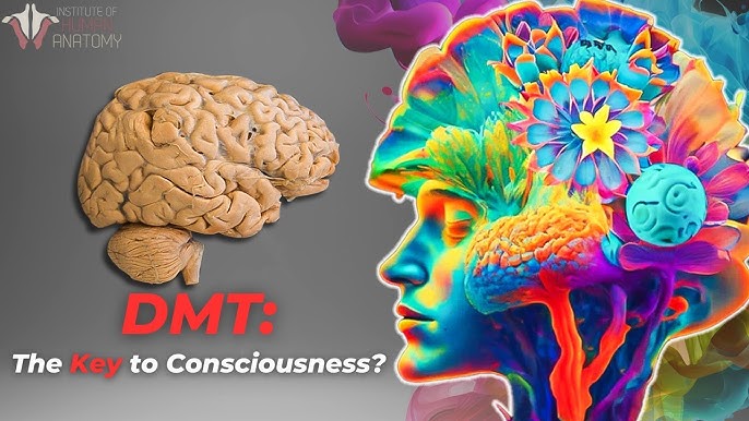 DMT and the brain "Illustration showing DMT's interaction with brain receptors and its effect on consciousness and perception."